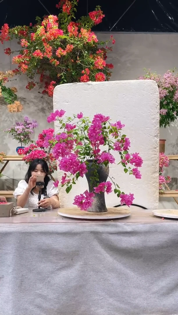 【闪购商品】盆景洋红公主三角梅