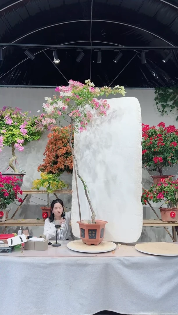 【闪购商品】盆景三角梅