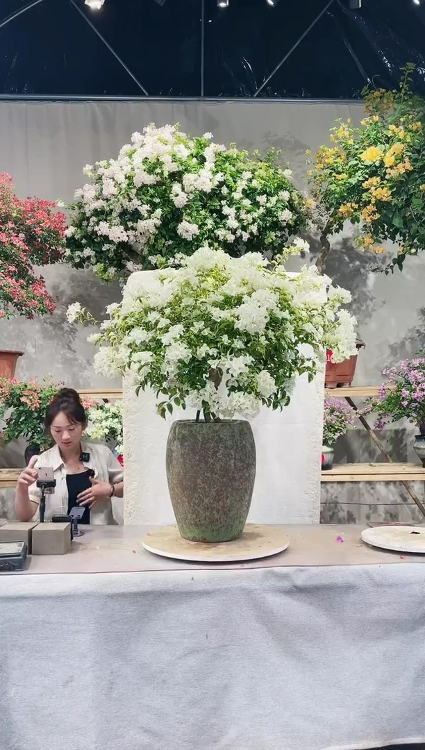 【闪购商品】盆景三角梅