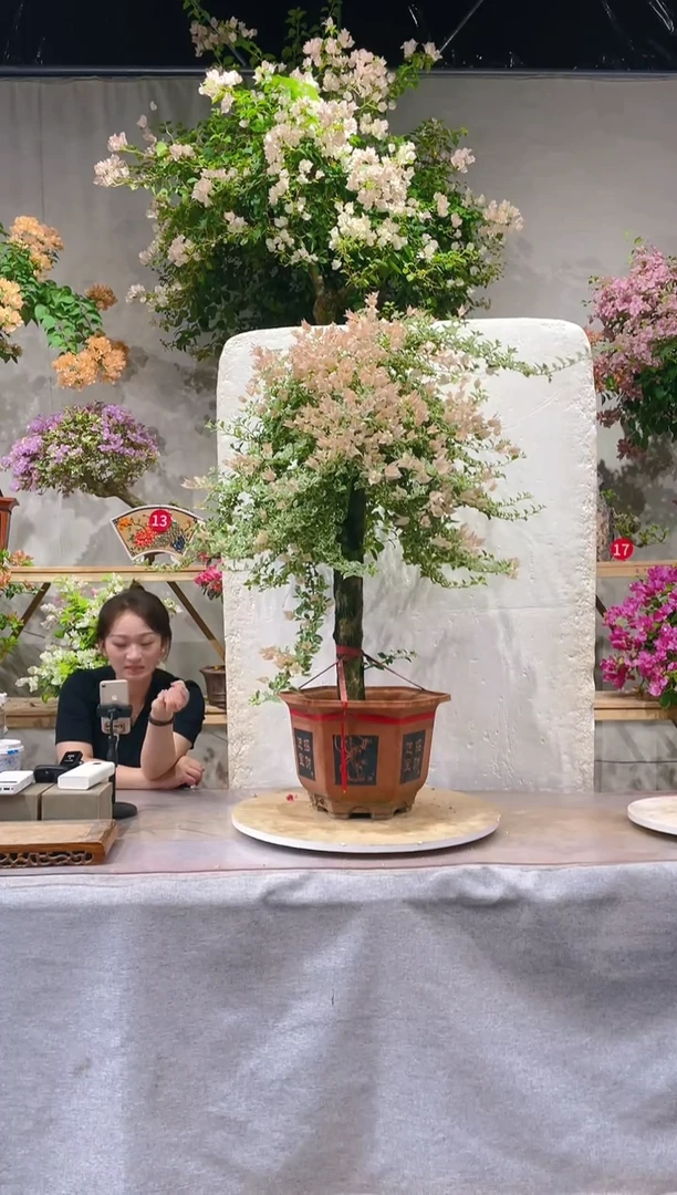 【闪购商品】盆景少女心三角梅