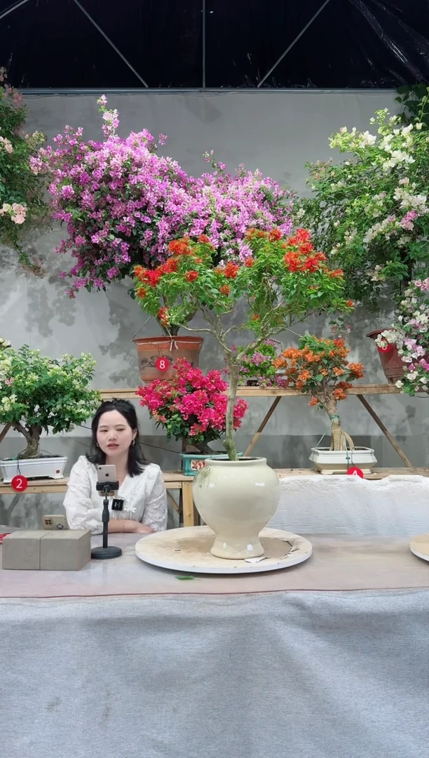 【闪购商品】盆景小灯笼三角梅