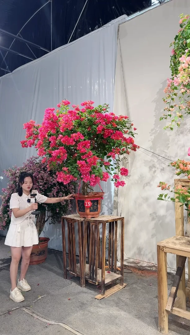 【闪购商品】盆景同安红三角梅