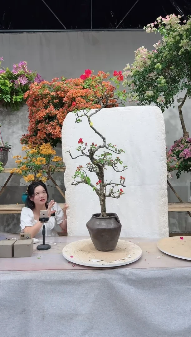 【闪购商品】盆景三角梅