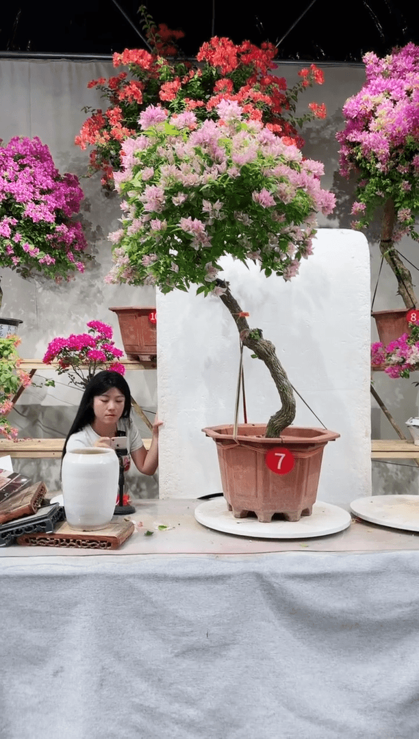 【闪购商品】盆景三角梅