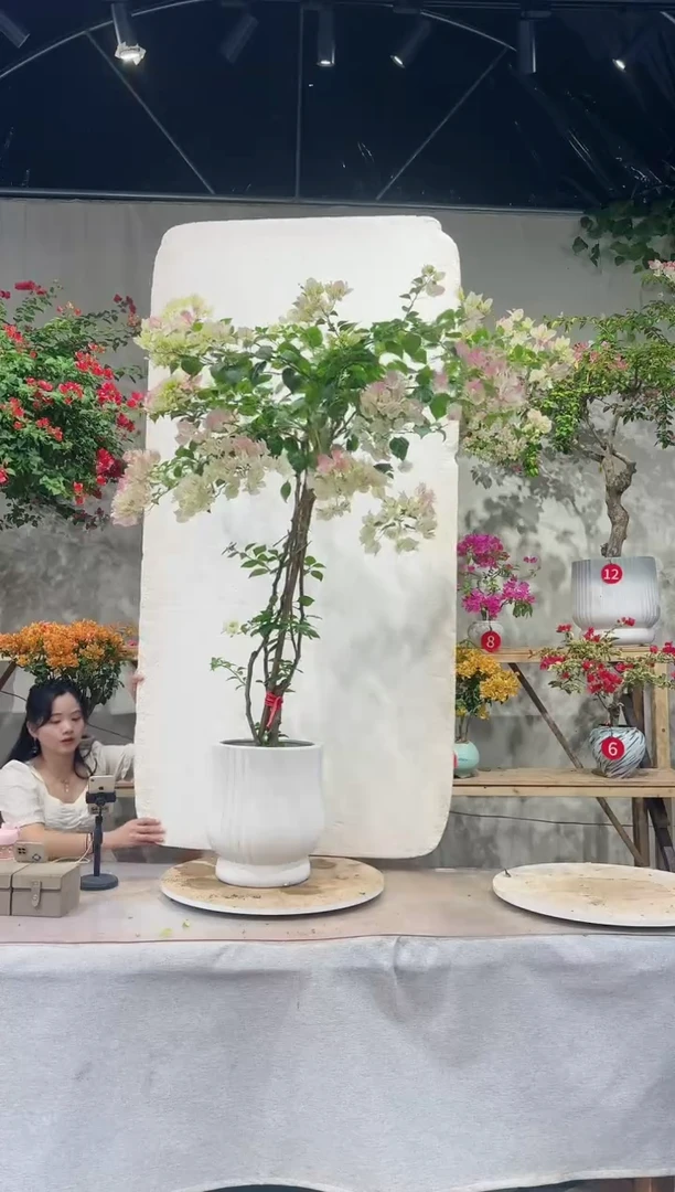 【闪购商品】盆景绿叶樱花三角梅