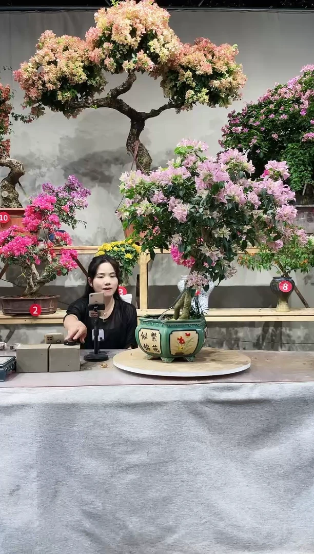 【闪购商品】盆景三角梅