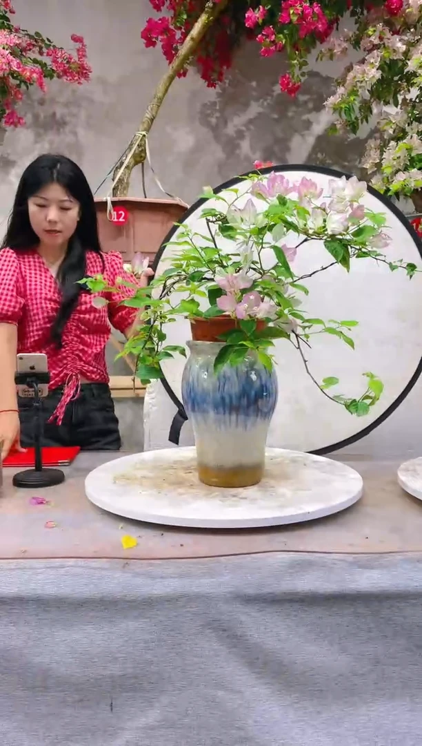 【闪购商品】盆景三角梅