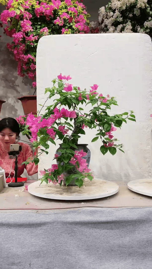 【闪购商品】盆景漳红樱三角梅