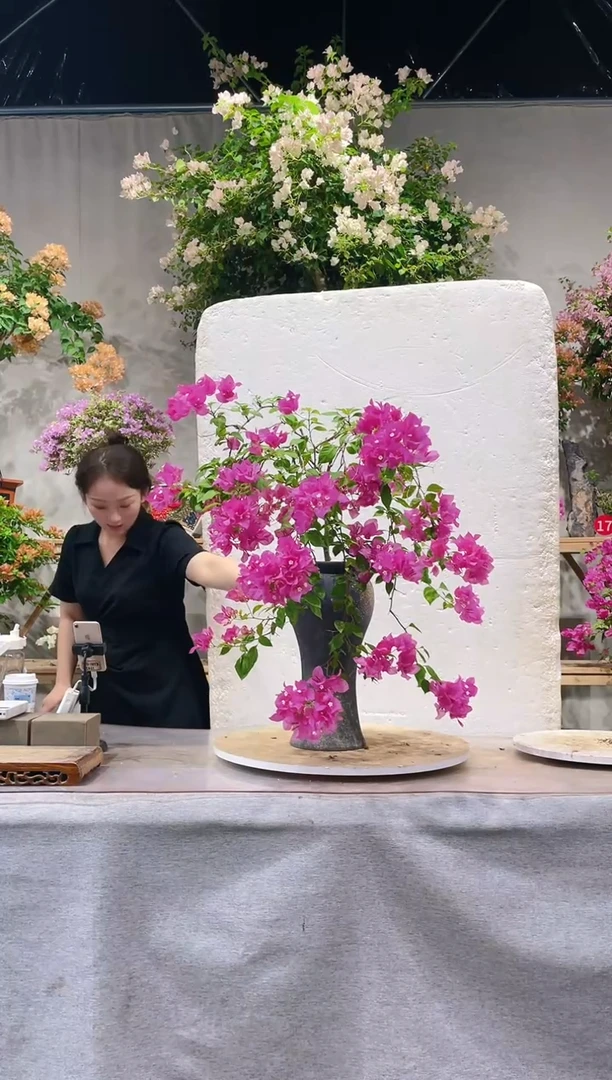 【闪购商品】盆景洋红公主三角梅