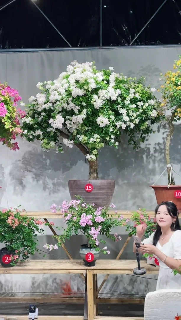 【闪购商品】盆景丽娜三角梅