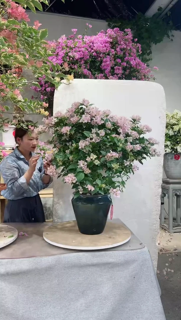 【闪购商品】盆景苹果花