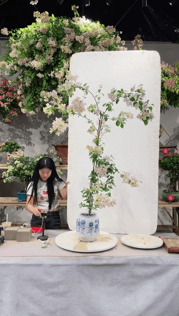【闪购商品】盆景黄女郎三角梅