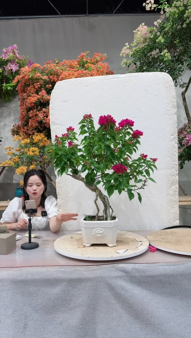 【闪购商品】盆景三角梅