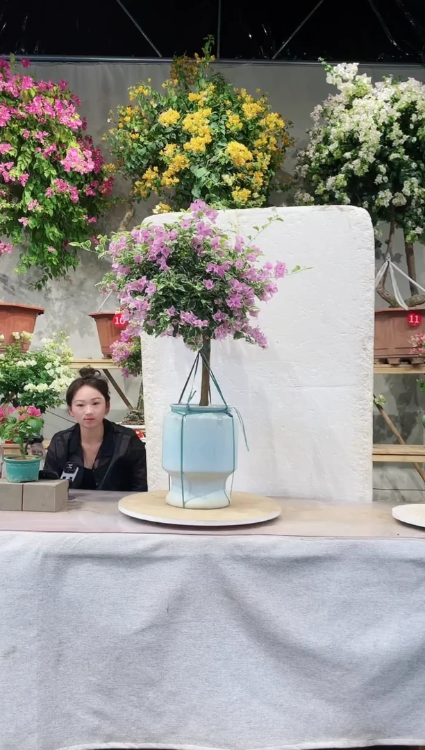 【闪购商品】盆景银边浅紫三角梅