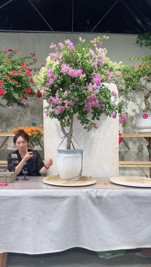 【闪购商品】盆景梦幻雪紫三角梅