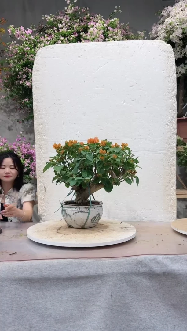 【闪购商品】盆景爱马仕橙三角梅