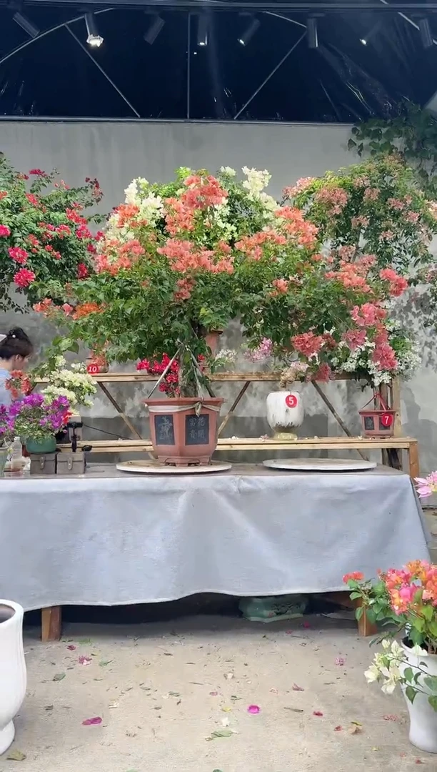 【闪购商品】盆景暗斑日落三角梅