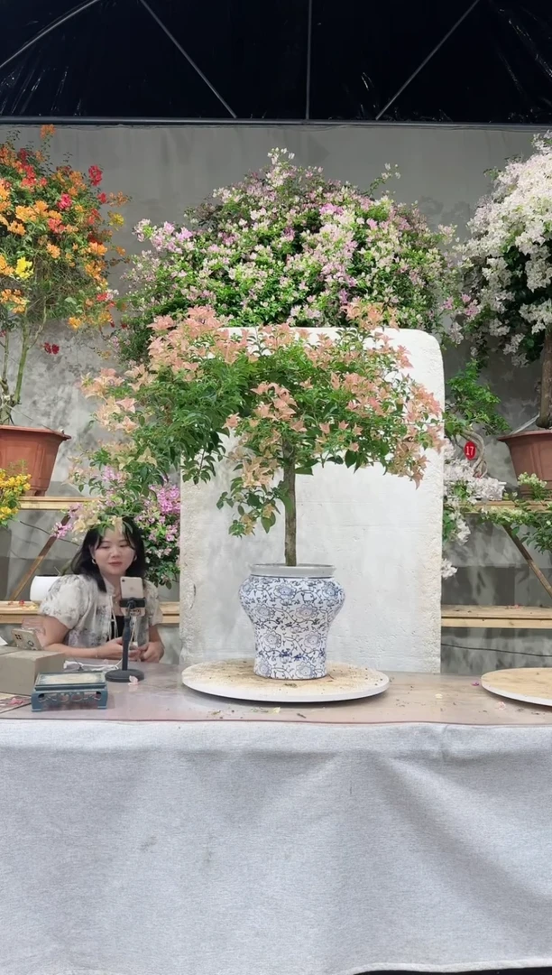 【闪购商品】盆景卡亚塔三角梅