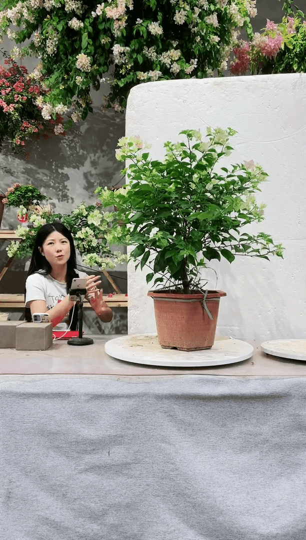 【闪购商品】盆景绿樱三角梅