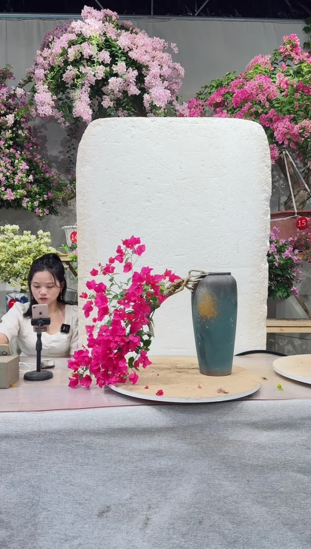 【闪购商品】盆景绿叶玫红三角梅