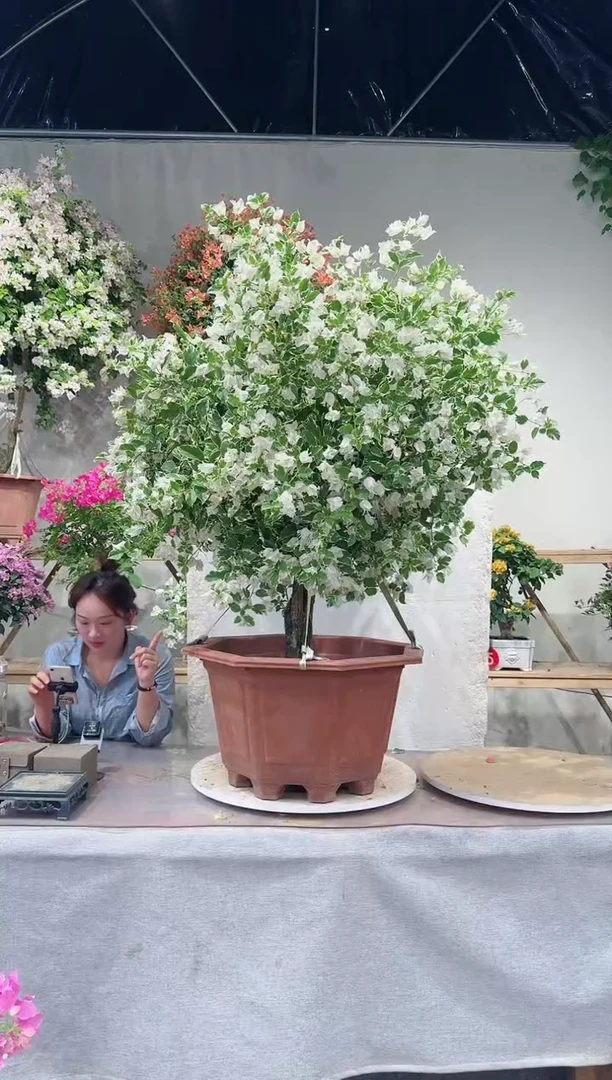 【闪购商品】盆景熊猫三角梅