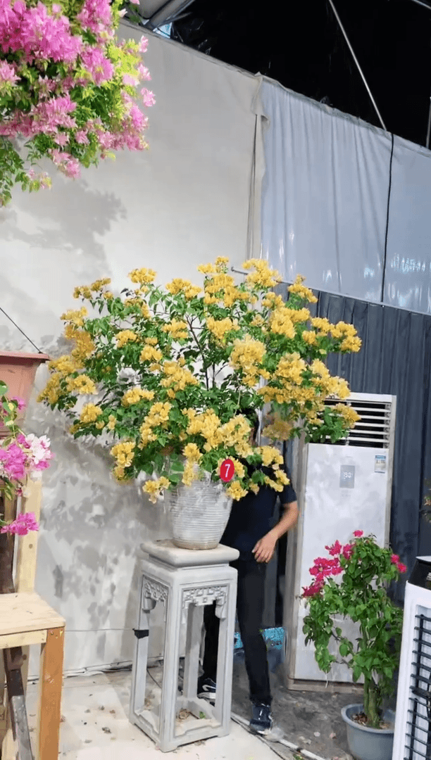 【闪购商品】盆景三角梅