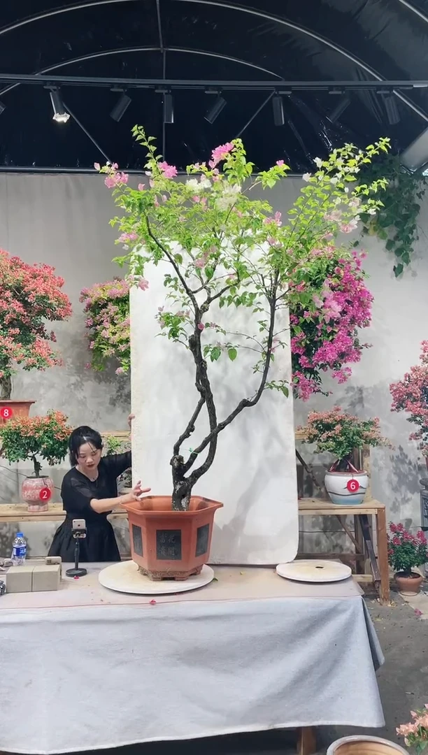 【闪购商品】盆景漳红樱三角梅