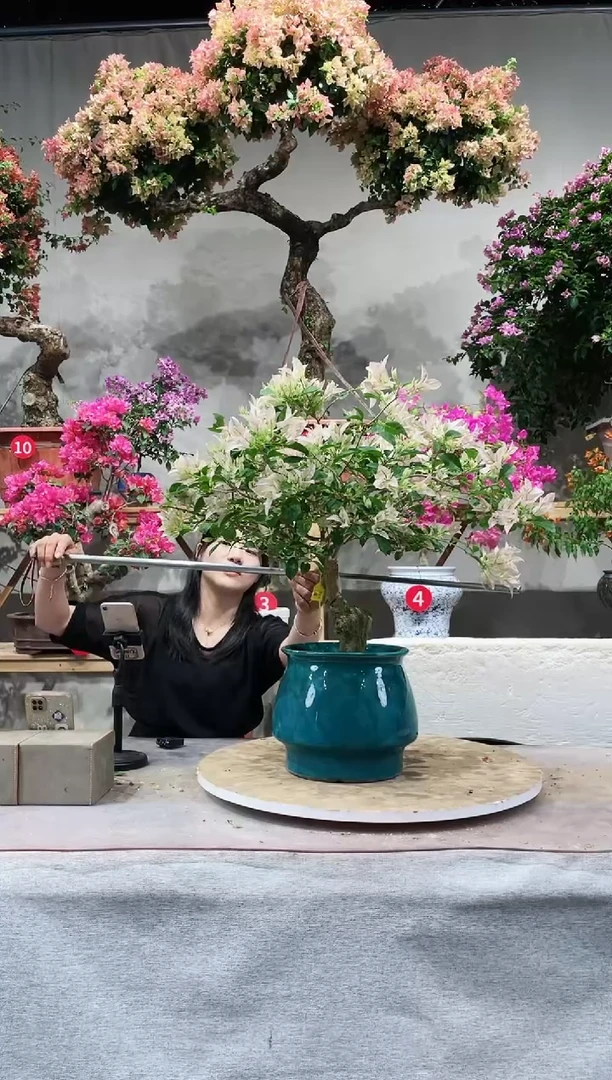 【闪购商品】盆景三角梅