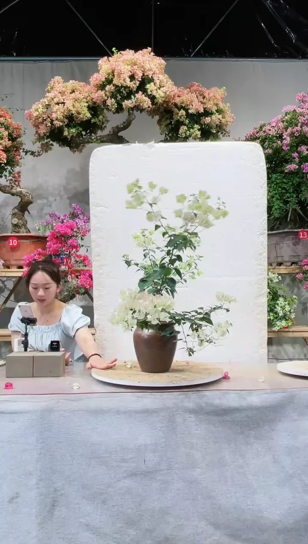 【闪购商品】盆景绿樱三角梅