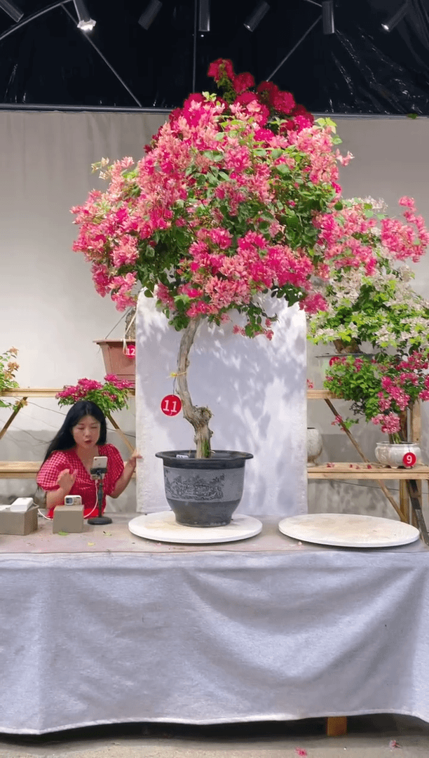 【闪购商品】盆景三角梅