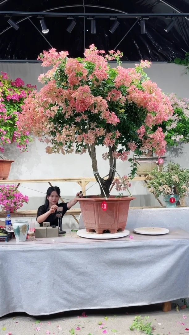 【闪购商品】盆景卡亚塔三角梅