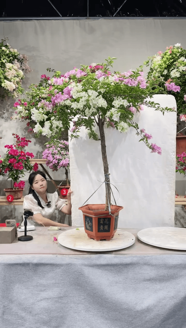 【闪购商品】盆景三角梅