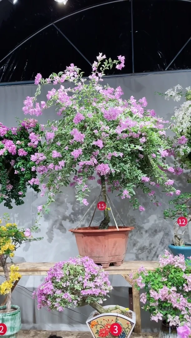 【闪购商品】盆景银边浅紫三角梅