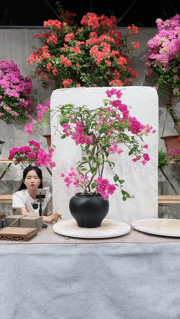 【闪购商品】盆景三角梅