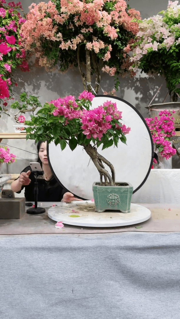 【闪购商品】盆景比芭粉三角梅