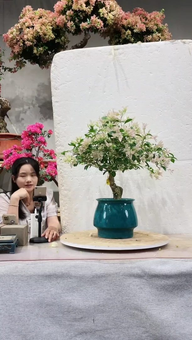 【闪购商品】盆景婆罗洲樱花三角梅
