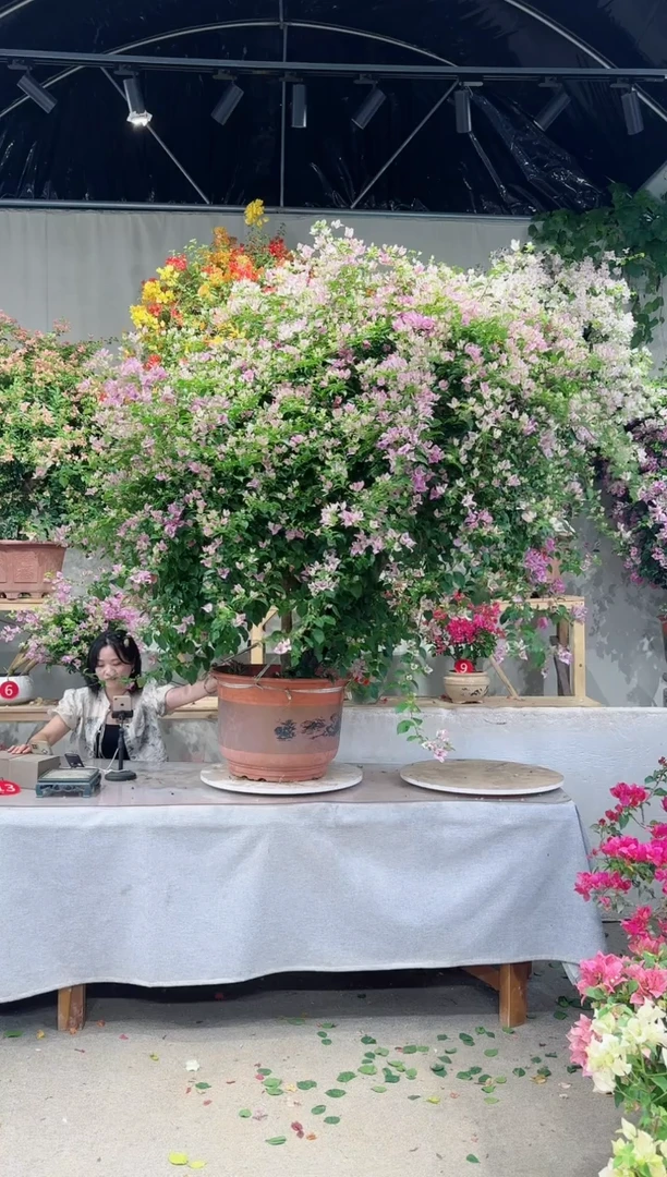 【闪购商品】盆景梦幻雪紫三角梅