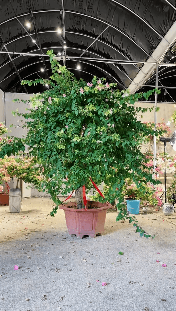 【闪购商品】盆景绿樱三角梅