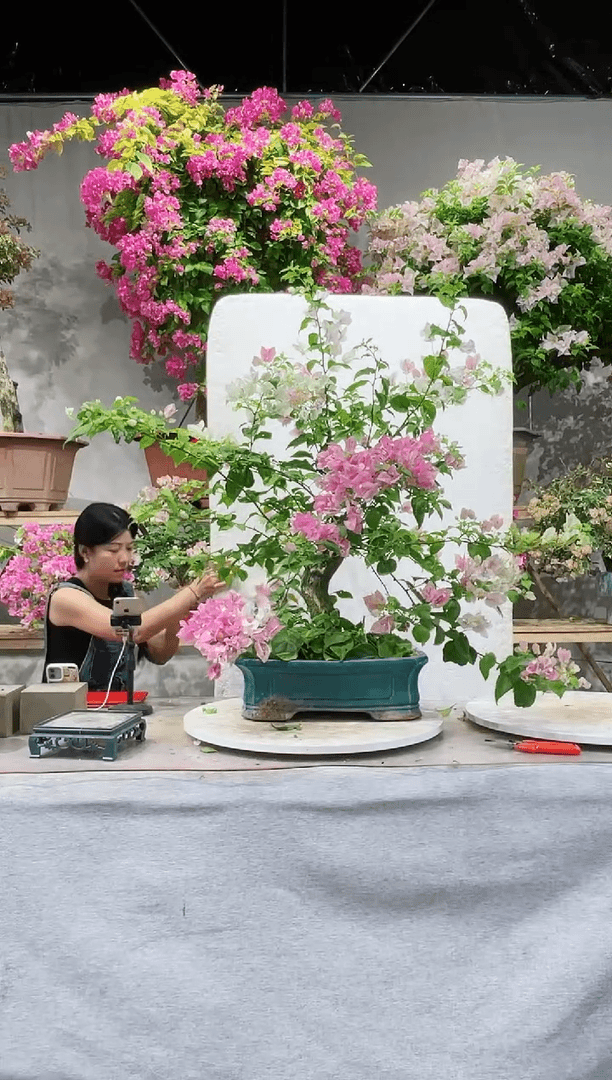 【闪购商品】盆景广红樱三角梅