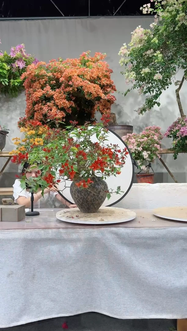 【闪购商品】盆景三角梅