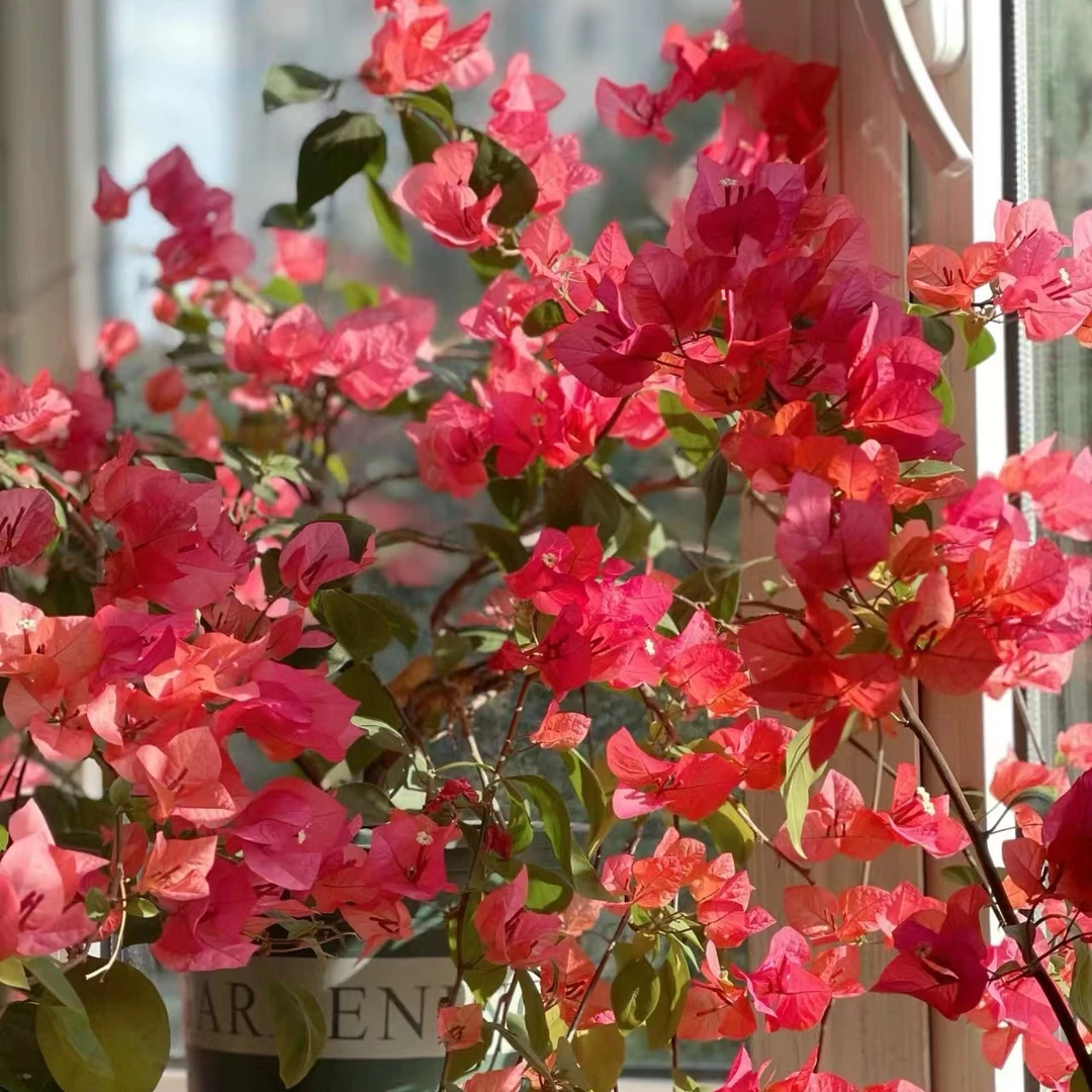 兴宇盛  【四季同安红三角梅】庭院观花三角梅