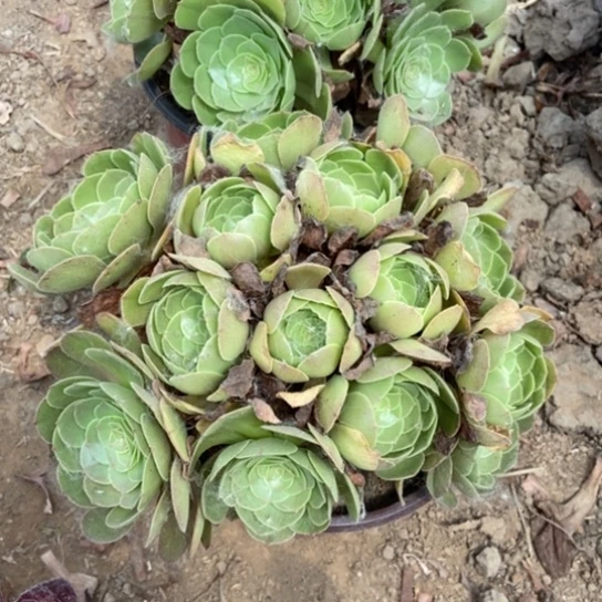 万圣节绣球10多肉