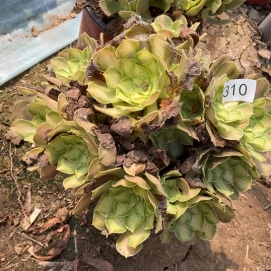 韶华手捧310多肉