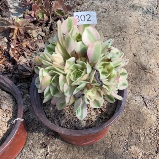 粉女巫302多肉。