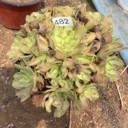 韶华482多肉。