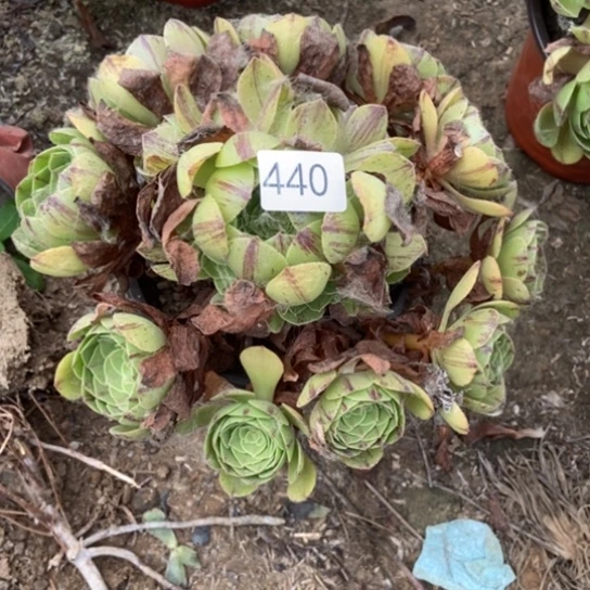 万拉丝440多肉。