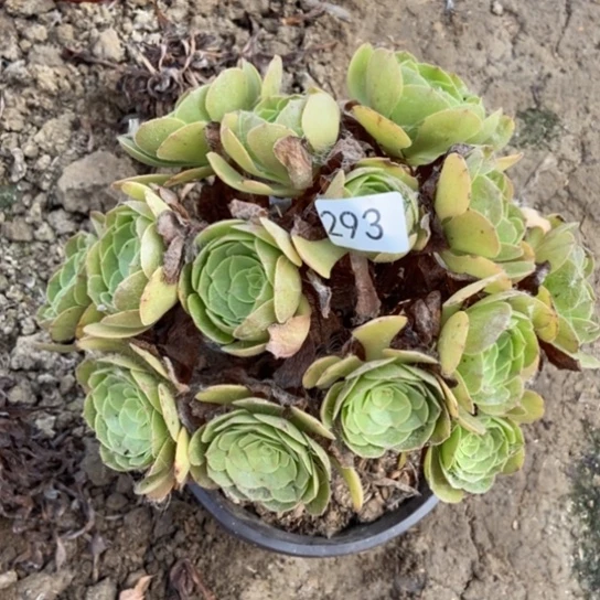 万圣夜293多肉。