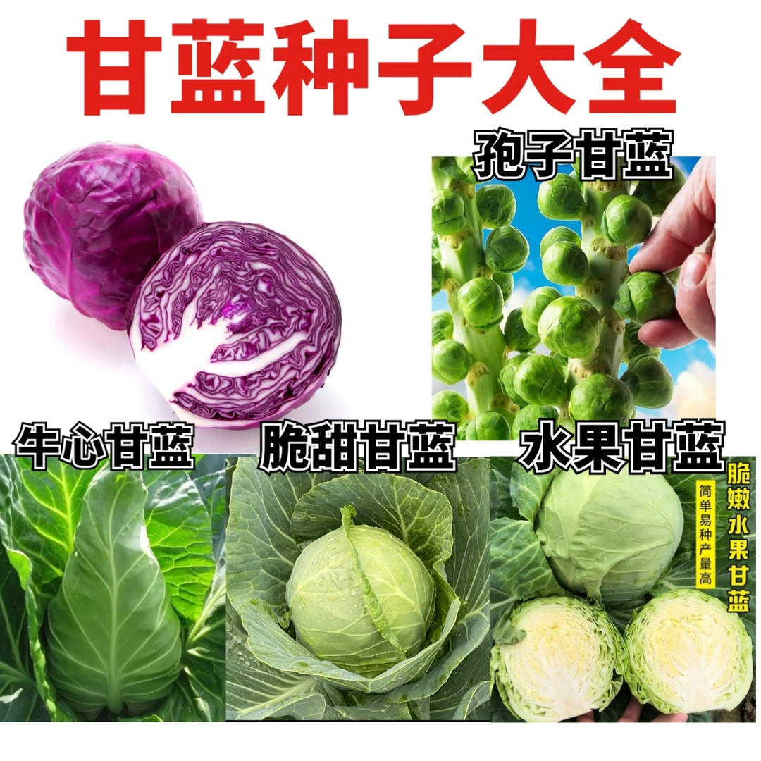 牛心甘蓝种子紫甘蓝种子孢子甘蓝种子 甜脆甘蓝种子大全花白种子