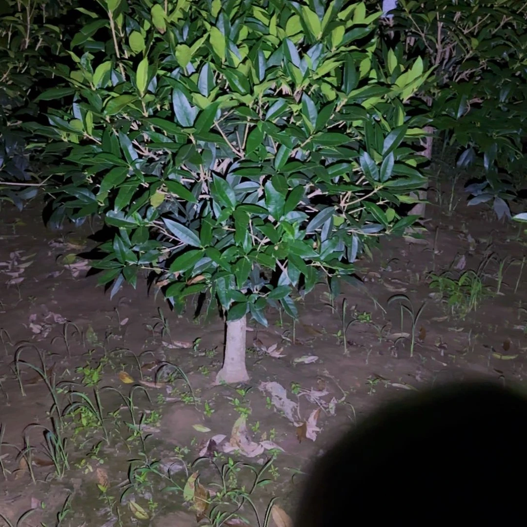 海****贤桂花。八月桂系列