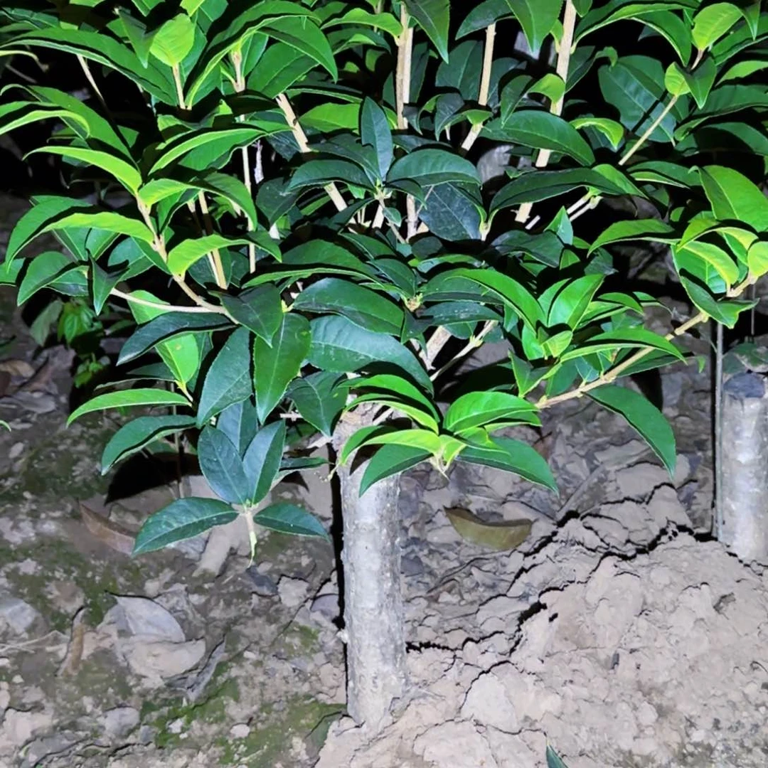 时****薄桂花。四季桂系列